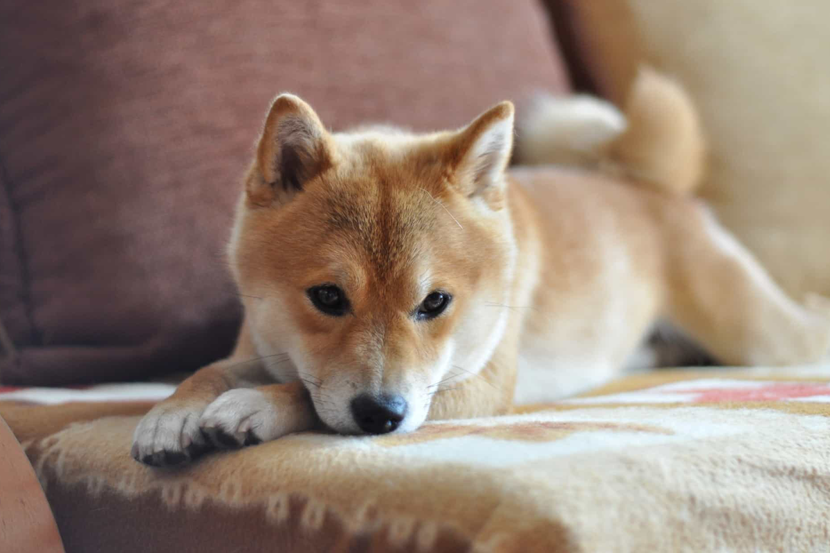 Cryptodog? Ustanovitelj Tesle, Elon Musk, zmede vlagatelje kripto na Twitterju in kriptovaluterency Shiba Inu preceni za 150%.