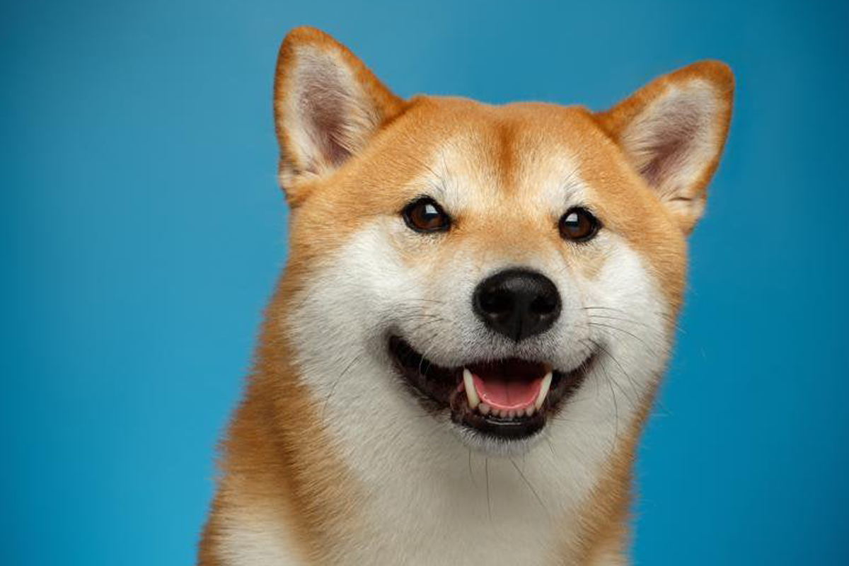 Kriptovalutrency Shiba Inu v 166 urah znaša 24%. Currency se je povzpel kmalu po tekmecu, Dogecoin, amortizirala 31.1%.