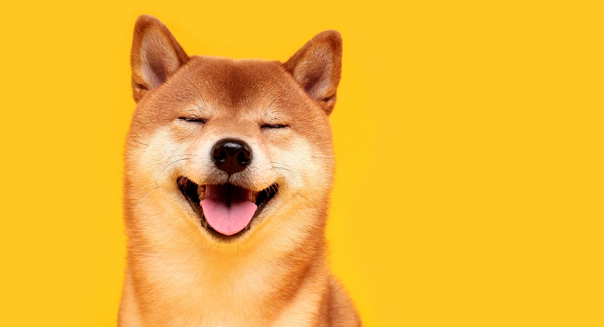 dogecoin and shiba inu dog