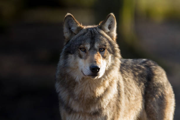 Et Metaverse Wolf In Wolf-spil koster 80,000 $ Ethereum